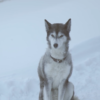 A still of a Siberian Husky in the snow from Ben Silberfarb's short film Fire.